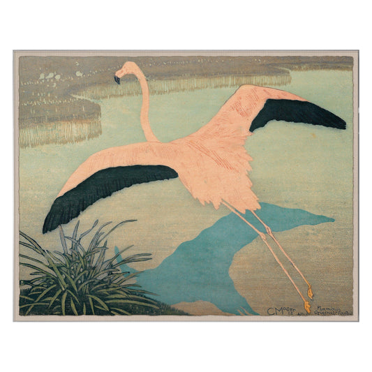 Psittacus Sulphurius, Flamant Rose